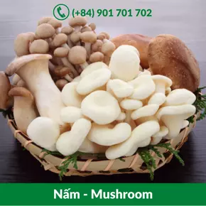 Nấm - Mushroom_-20-09-2021-15-48-54.webp